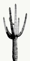 Saguaro Black & White I #MJ114266 Saguaro Black & White I #MJ114266