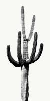Saguaro Black & White III #MJ114268 Saguaro Black & White III #MJ114268
