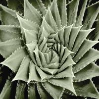 Green Succulent I #MJ114269 Green Succulent I #MJ114269
