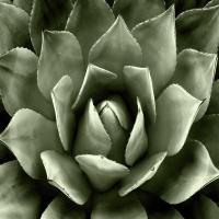 Green Succulent II #MJ114270 Green Succulent II #MJ114270