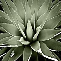 Green Succulent III #MJ114271 Green Succulent III #MJ114271