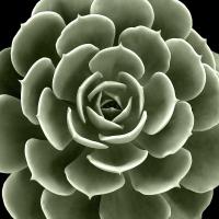 Green Succulent IV #MJ114272 Green Succulent IV #MJ114272