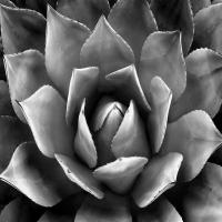Succulent II #MJ114274 Succulent II #MJ114274