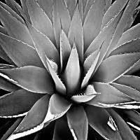Succulent III #MJ114275 Succulent III #MJ114275