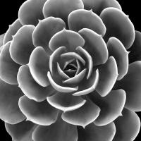 Succulent IIII IV #MJ114276 Succulent IIII IV #MJ114276