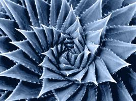 Succulent Indigo I #MJ114277 Succulent Indigo I #MJ114277