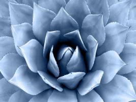 Succulent Indigo II #MJ114278 Succulent Indigo II #MJ114278