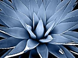 Succulent Indigo III #MJ114279 Succulent Indigo III #MJ114279