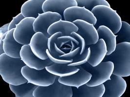 Succulent Indigo IV #MJ114280 Succulent Indigo IV #MJ114280