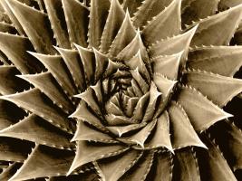 Succulent Taupe I #MJ114281 Succulent Taupe I #MJ114281