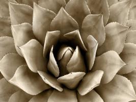 Succulent Taupe II #MJ114282 Succulent Taupe II #MJ114282