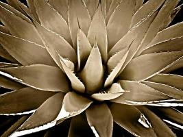Succulent Taupe III #MJ114283 Succulent Taupe III #MJ114283