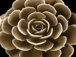 Succulent Taupe IV #MJ114284 Succulent Taupe IV #MJ114284