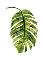 Palm II #MMR114325 Palm II #MMR114325