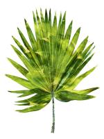 Palm IV #MMR114327 Palm IV #MMR114327