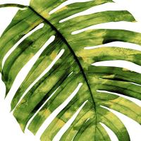Tropical Palm II #MMR114337 Tropical Palm II #MMR114337