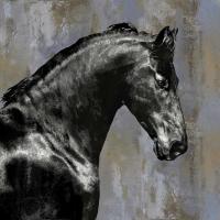 Black Stallion #MRR113456 Black Stallion #MRR113456