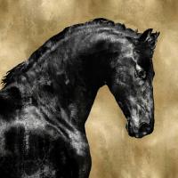 Black Stallion on Gold #MRR113457 Black Stallion on Gold #MRR113457