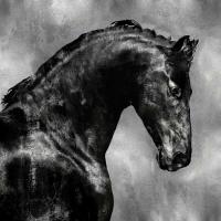 Black Stallion on Silver #MRR113458 Black Stallion on Silver #MRR113458