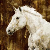 White Stallion #MRR113459 White Stallion #MRR113459