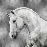 White Stallion on Silver #MRR113461 White Stallion on Silver #MRR113461