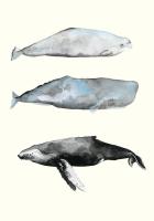 Whale Grouping 1 #100161 Whale Grouping 1 #100161