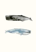 Whale Grouping 2 #100164 Whale Grouping 2 #100164