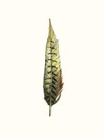 Painted Feather A #90926 Painted Feather A #90926