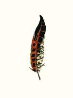 Painted Feather C #90928 Painted Feather C #90928