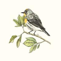 Watercolor Forest Bird #91075 Watercolor Forest Bird #91075