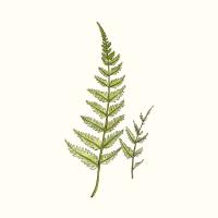 Watercolor Forest Ferns #91076 Watercolor Forest Ferns #91076