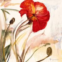 Crimson Poppy 1 #70455 Crimson Poppy 1 #70455