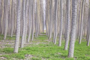 Untitled #92971 Untitled #92971