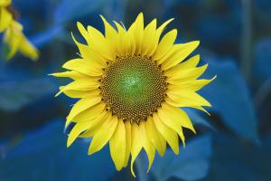 Untitled #92987 Untitled #92987