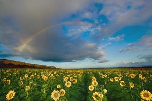 Sunflower Rainbow #92996 Sunflower Rainbow #92996
