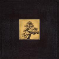 Bonsai Sacred Tree #75129 Bonsai Sacred Tree #75129