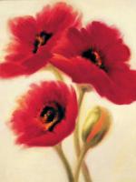 Red Poppies #PB4308 Red Poppies #PB4308