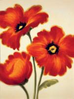 Orange Poppies #PB4309 Orange Poppies #PB4309