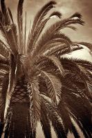Whispering Palm #PBRO-140 Whispering Palm #PBRO-140