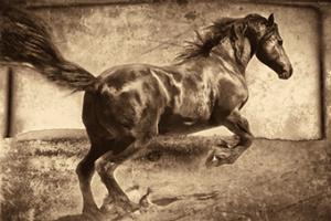Free Spirit #PBRO-141 Free Spirit #PBRO-141