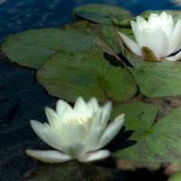Water Lilies I #PBRO-143 Water Lilies I #PBRO-143