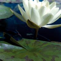 Water Lilies II #PBRO-144 Water Lilies II #PBRO-144