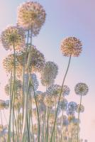 Daydreams #PCRO-102 Daydreams #PCRO-102