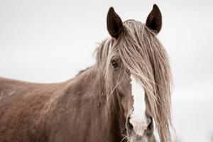 Wild Mane #PERL-101 Wild Mane #PERL-101