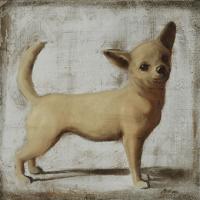 Chihuahua #PMAC-133 Chihuahua #PMAC-133