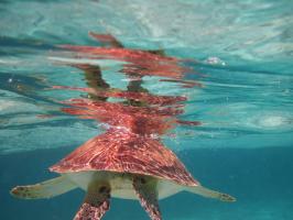 Belize Turtle #89639 Belize Turtle #89639