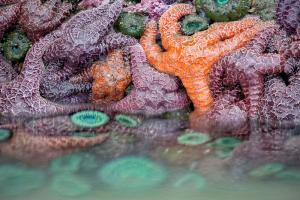 Sea Life #85607 Sea Life #85607
