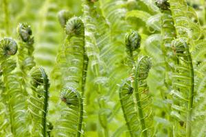 Spring Ferns #91066 Spring Ferns #91066