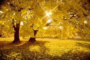 Big Leaf Maple Trees in Fall Color with Sunburst #93079 Big Leaf Maple Trees in Fall Color with Sunburst #93079