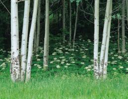 White Cow Parsnip Flowers under Aspen Trees #93080 White Cow Parsnip Flowers under Aspen Trees #93080